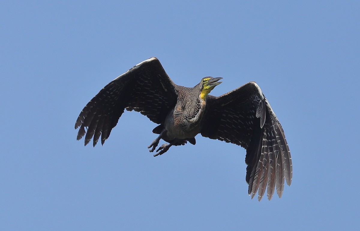 Bare-throated Tiger-Heron - Carles Juan-Sallés