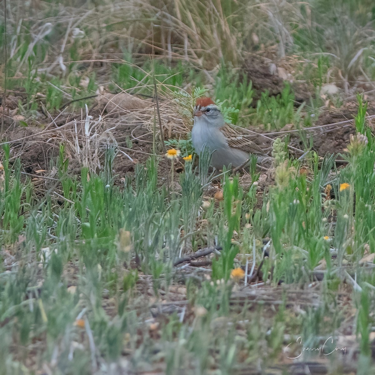 Chipping Sparrow - Sherry Cory