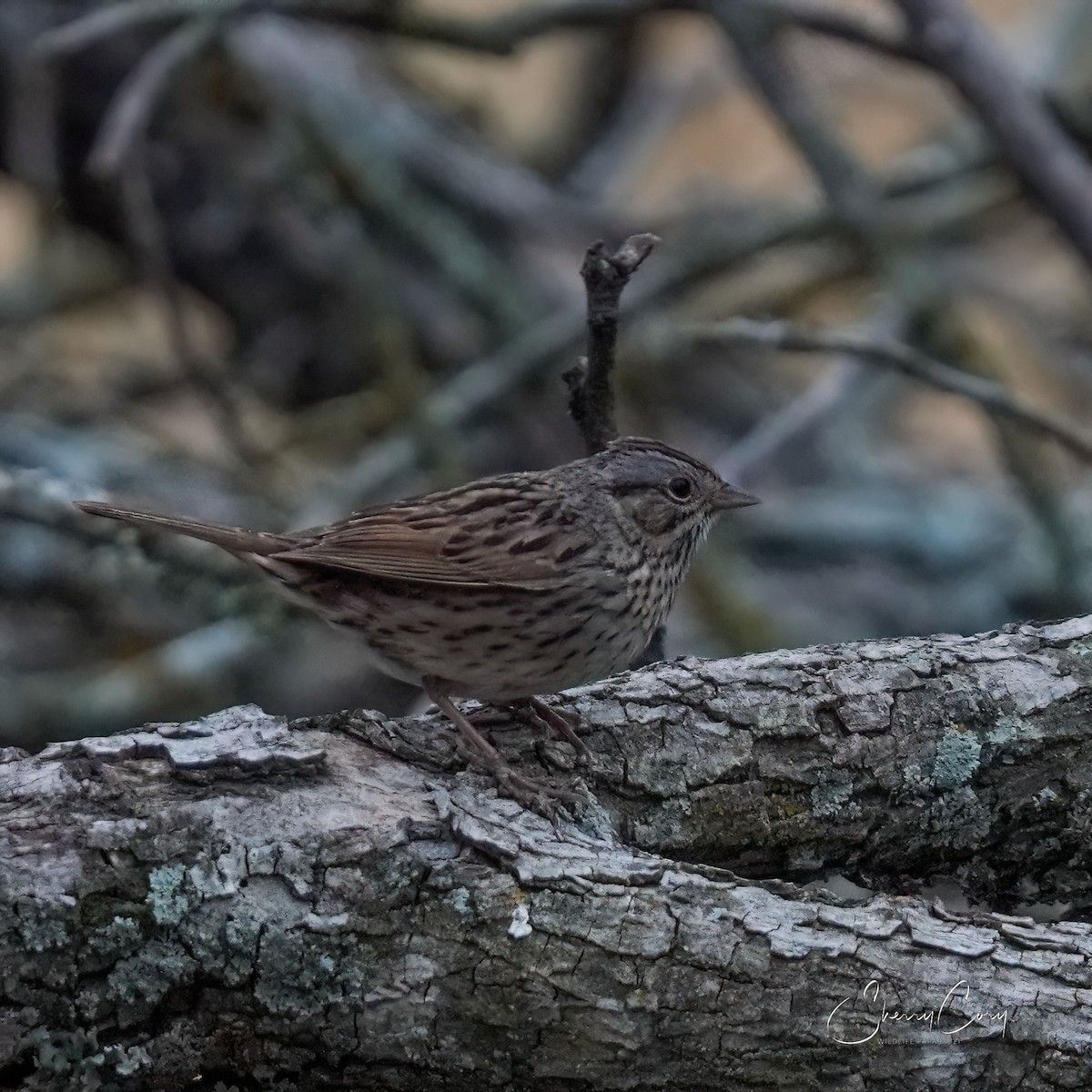 Lincoln's Sparrow - ML617701867