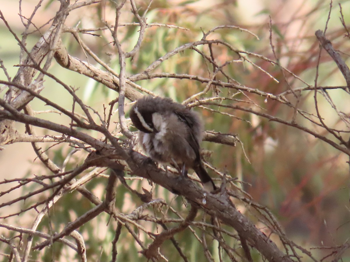 White-browed Babbler - Ann Breeze