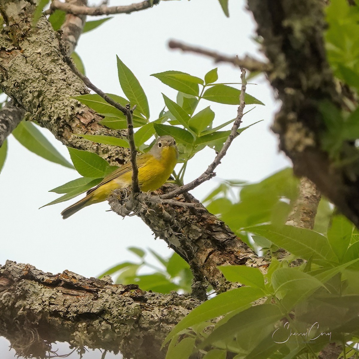 Nashville Warbler - Sherry Cory