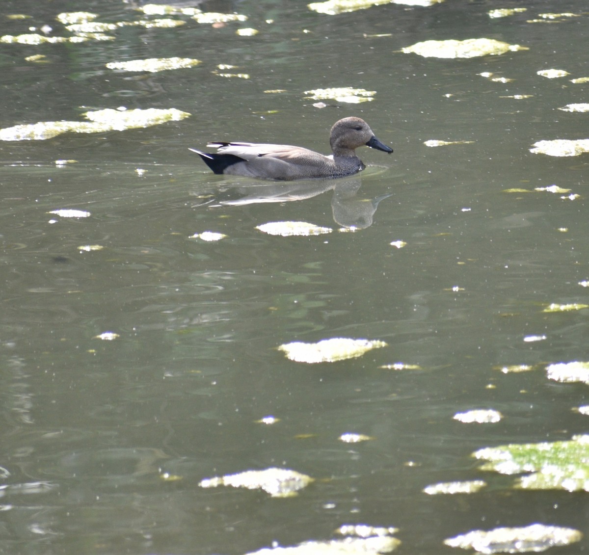 Gadwall - Aritra Bhattacharya