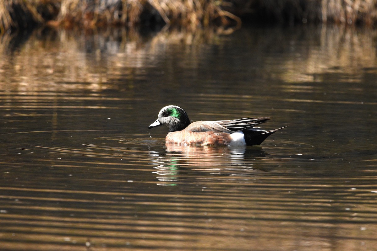 American Wigeon - ML617701880