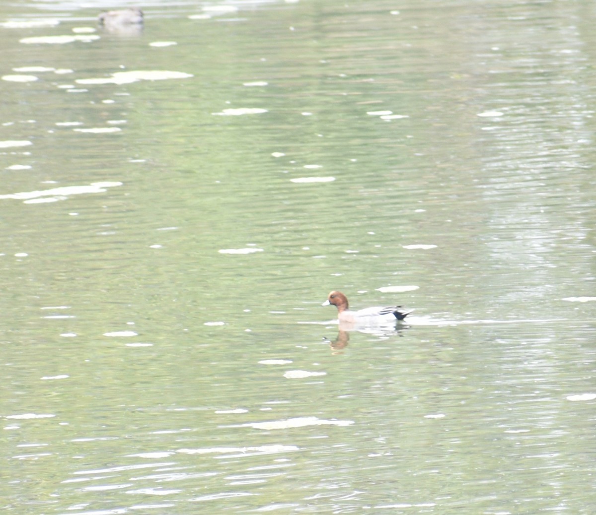 Eurasian Wigeon - Aritra Bhattacharya