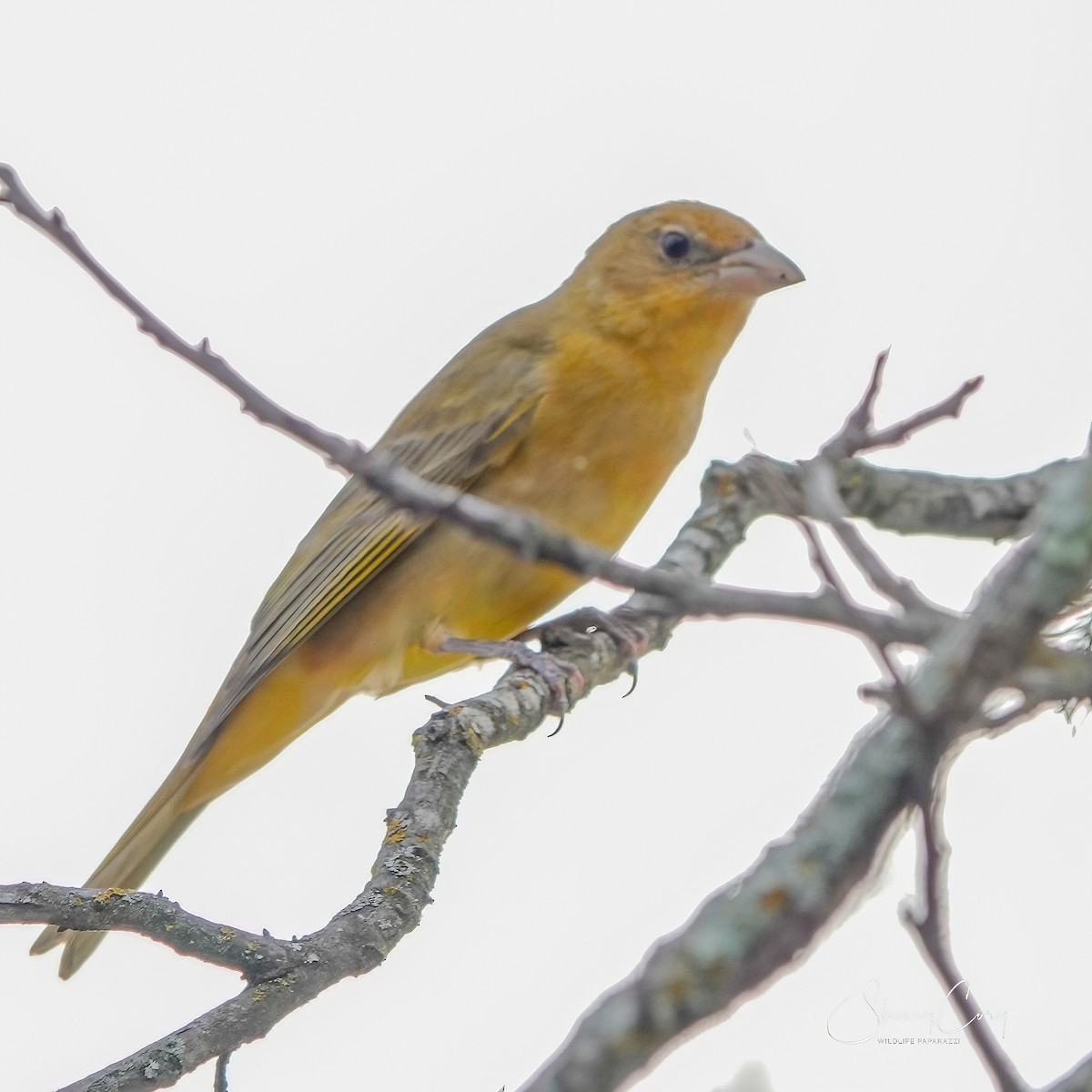 Summer Tanager - Sherry Cory