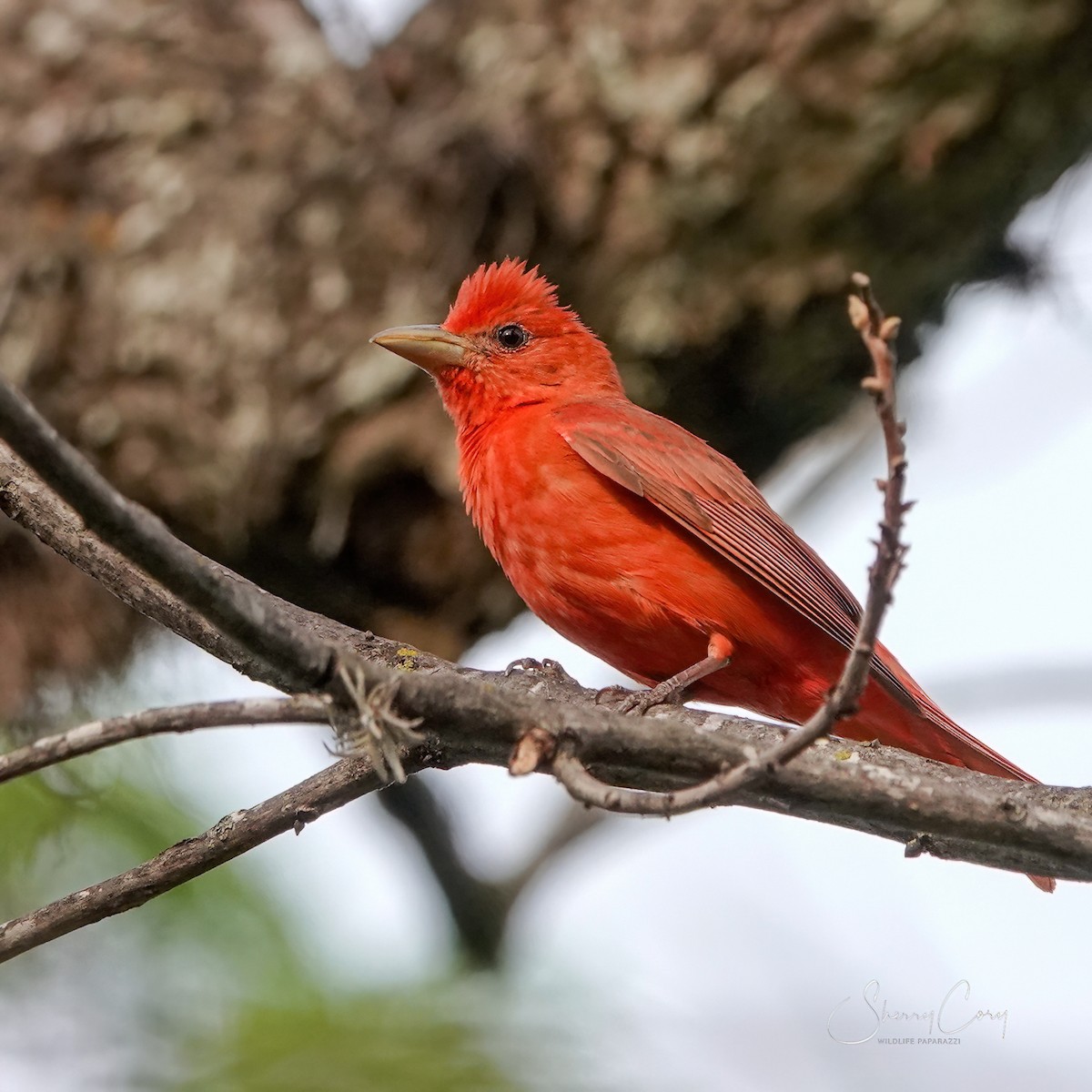 Summer Tanager - Sherry Cory