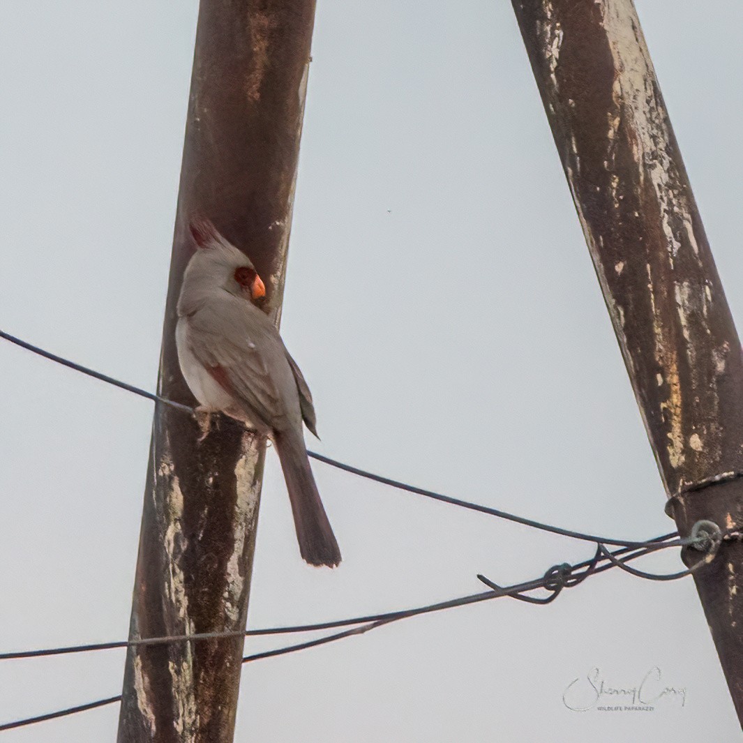 Cardinal pyrrhuloxia - ML617701897