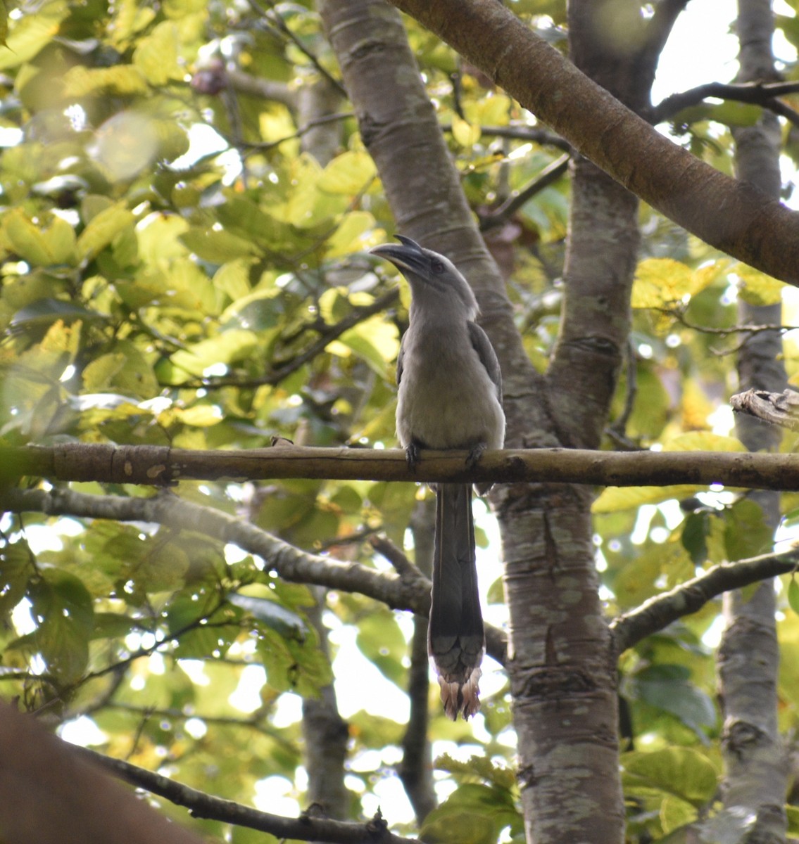 Indian Gray Hornbill - Aritra Bhattacharya