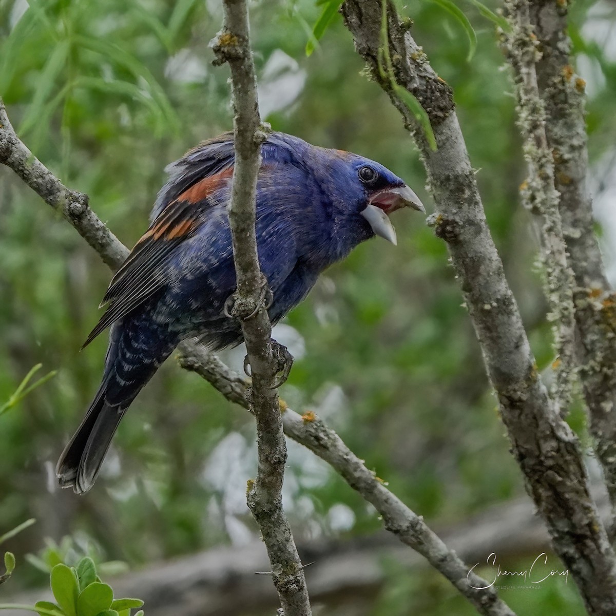 Blue Grosbeak - Sherry Cory