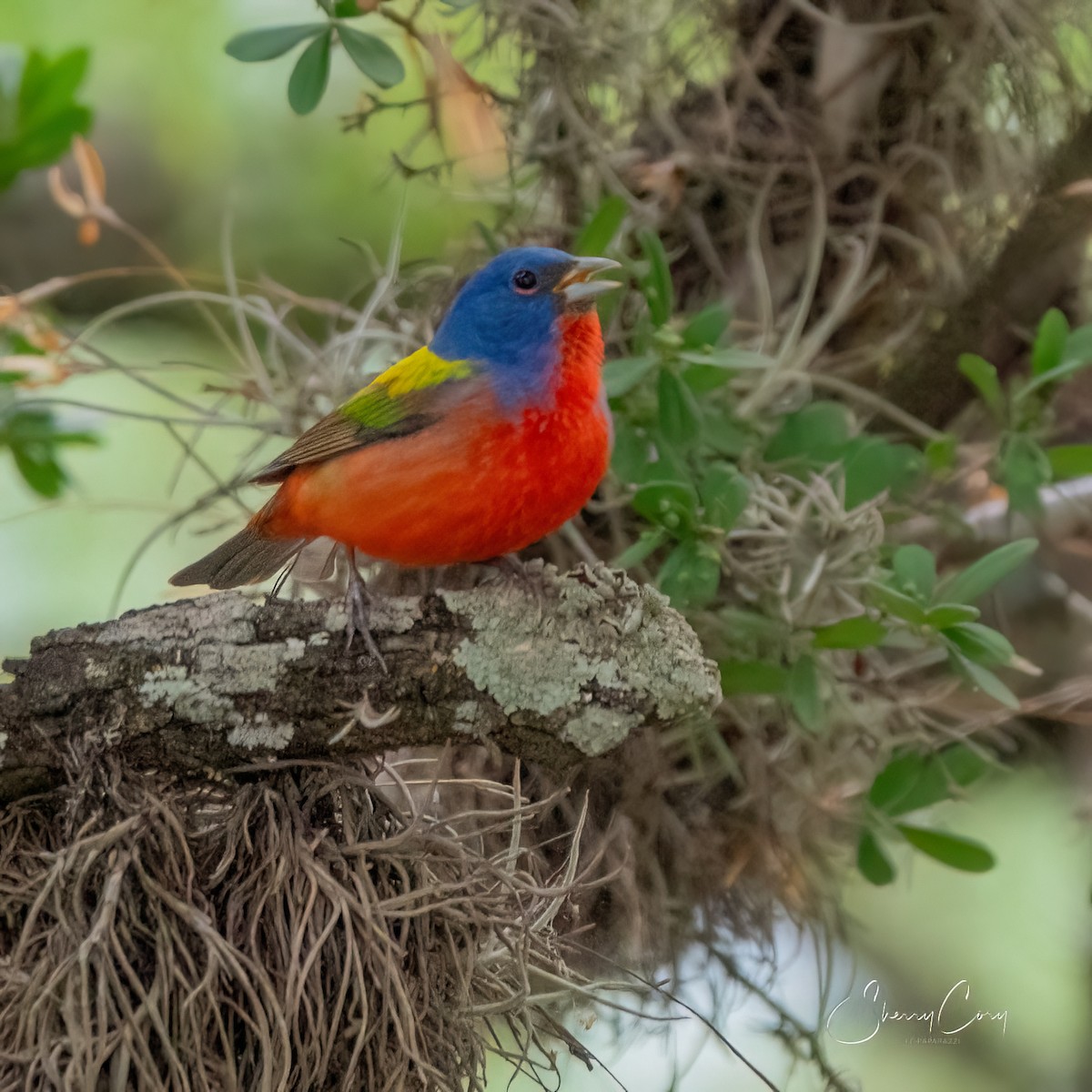 Painted Bunting - Sherry Cory