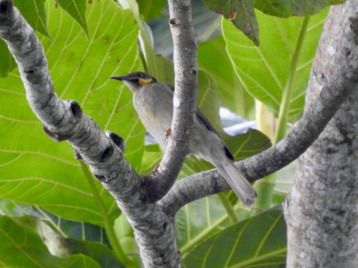 Eastern Wattled-Honeyeater - ML617701910