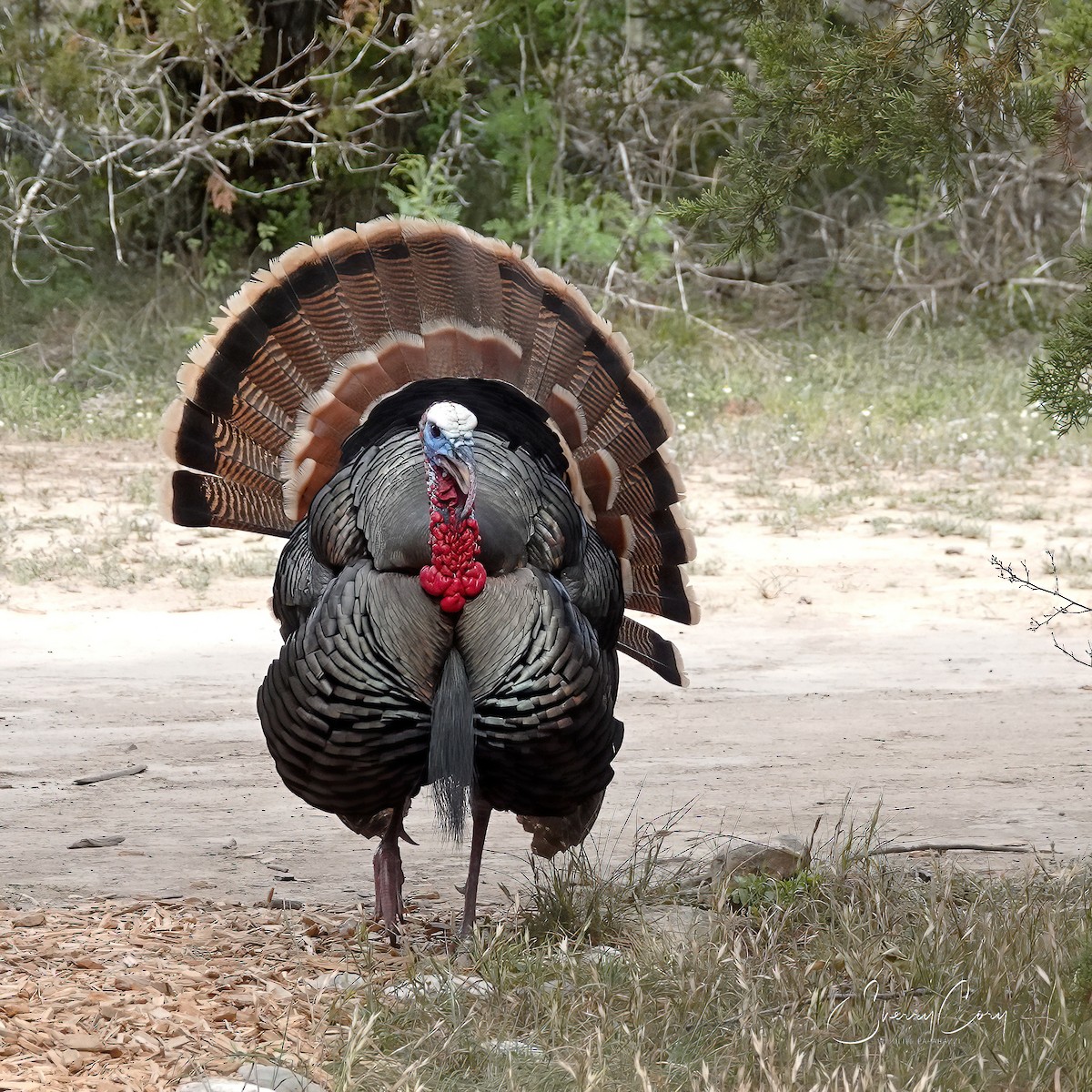 Wild Turkey - Sherry Cory