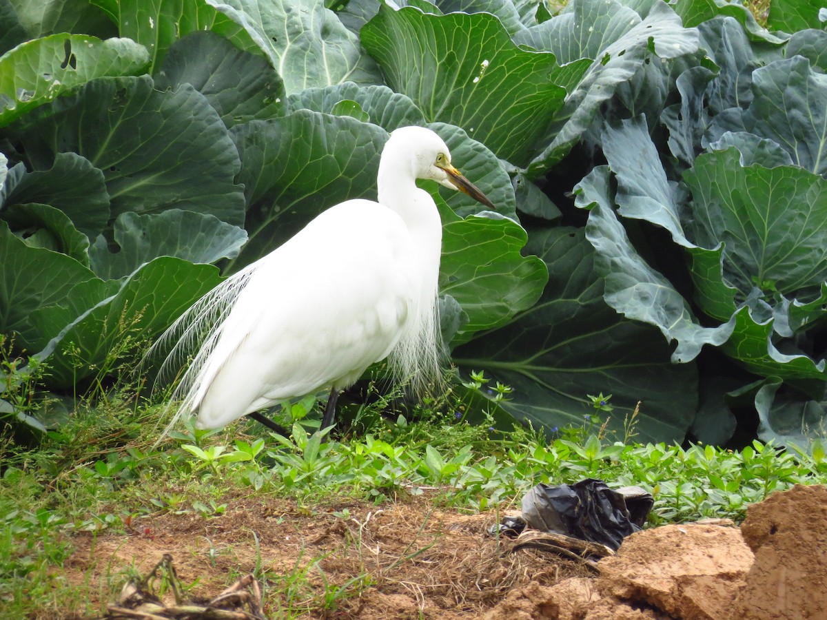 Little Egret - ML617701915