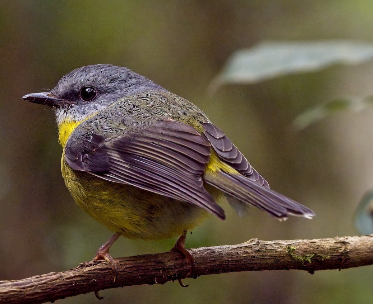 Eastern Yellow Robin - ML617701916