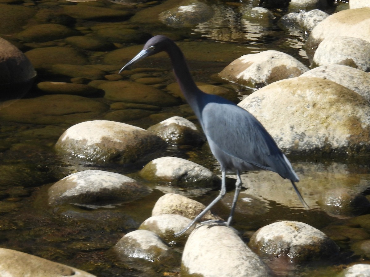 Little Blue Heron - Urs Geiser