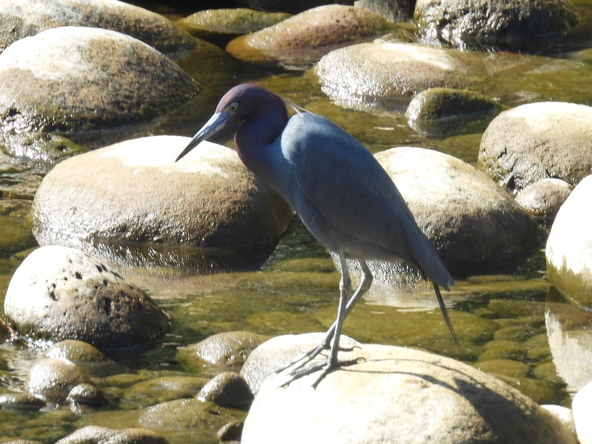 Little Blue Heron - Urs Geiser