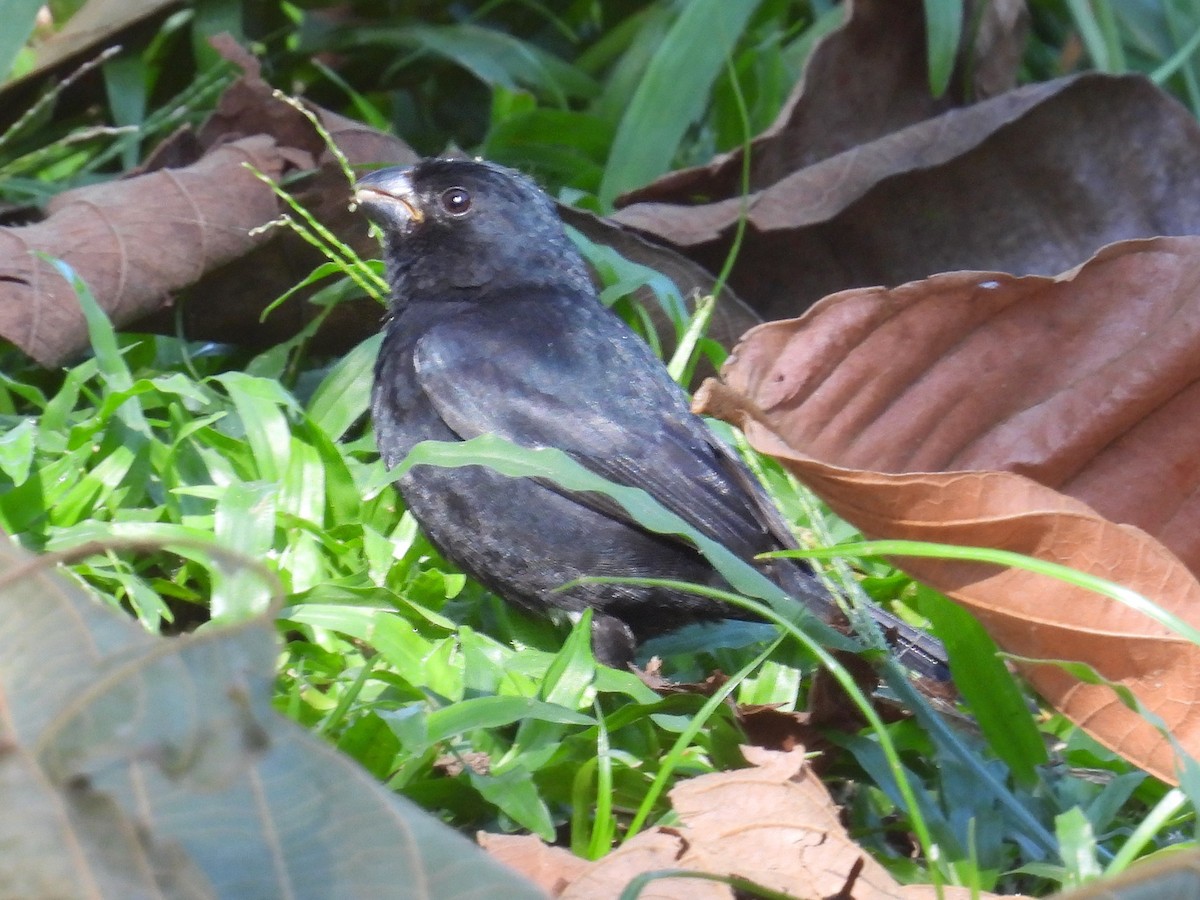 Variable Seedeater - Urs Geiser