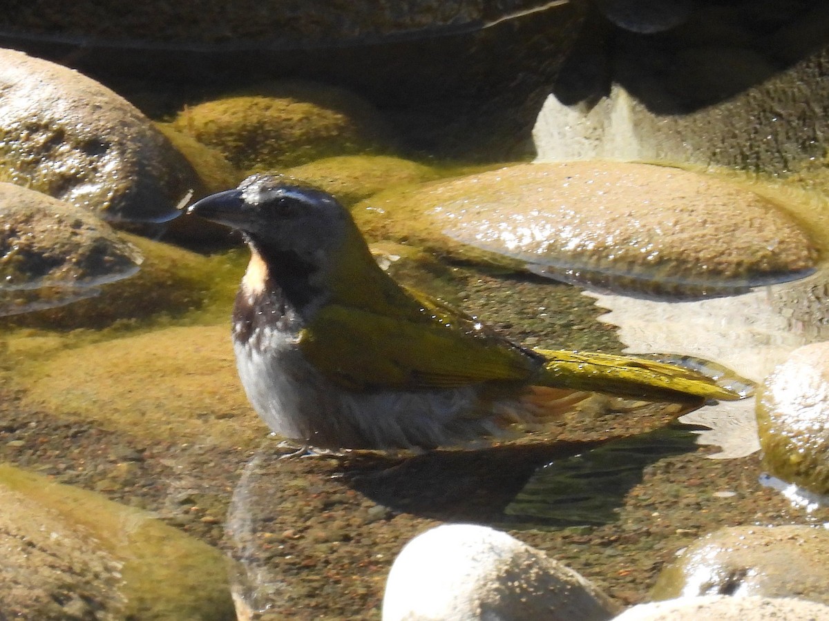 Buff-throated Saltator - Urs Geiser