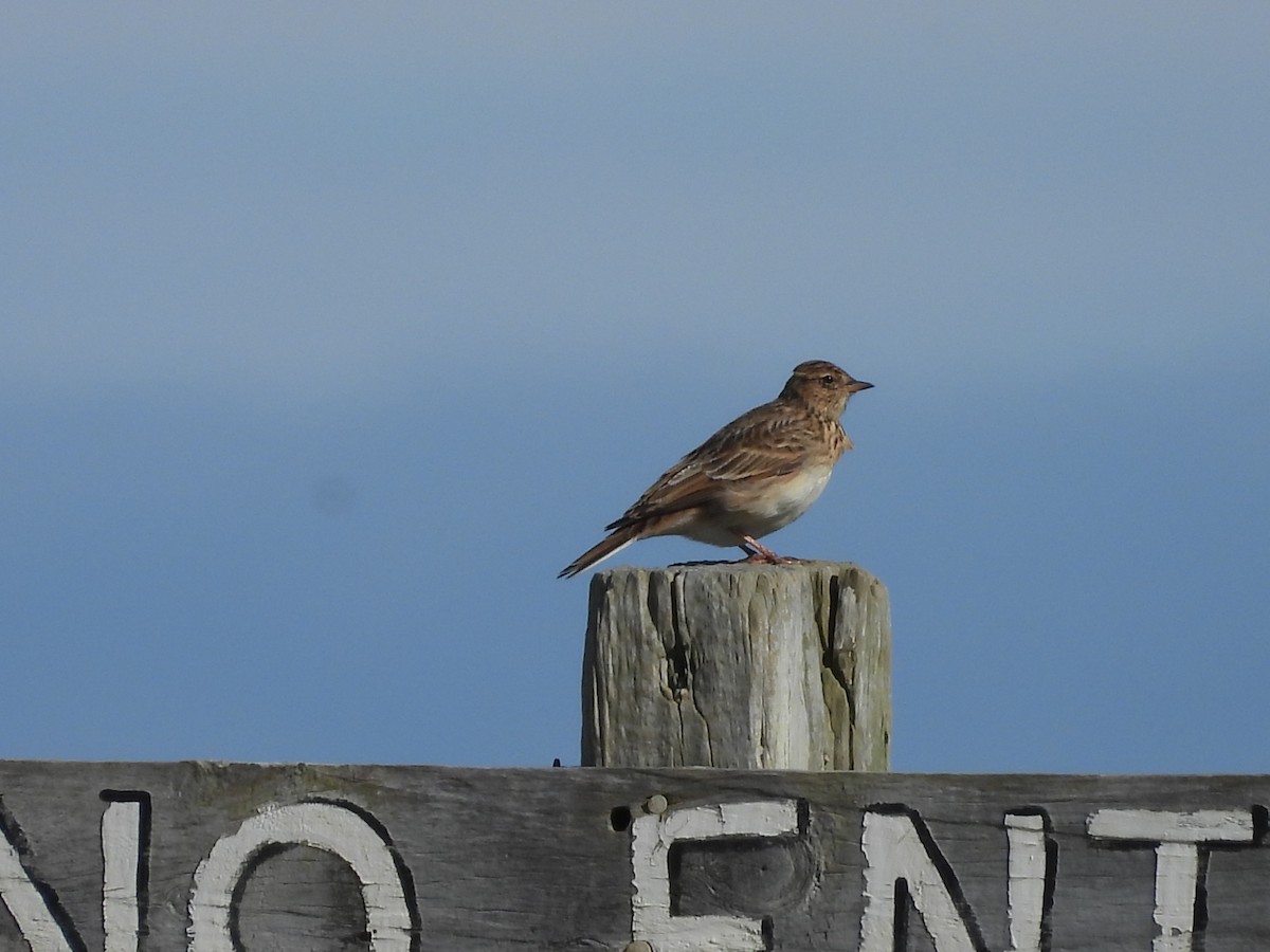 Eurasian Skylark - L. Burkett