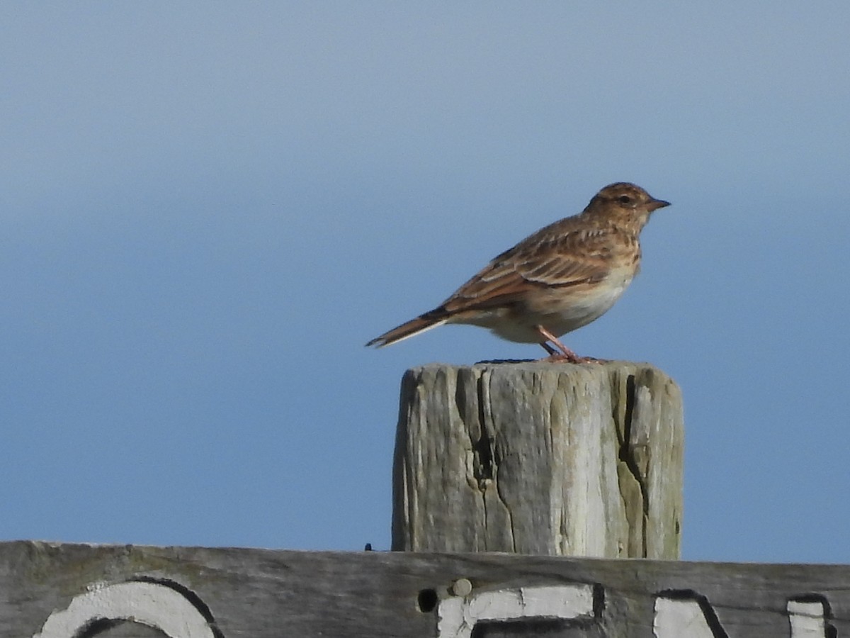 Eurasian Skylark - L. Burkett