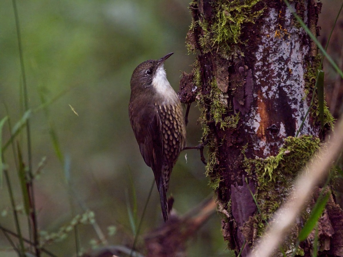 White-throated Treecreeper - ML617701950