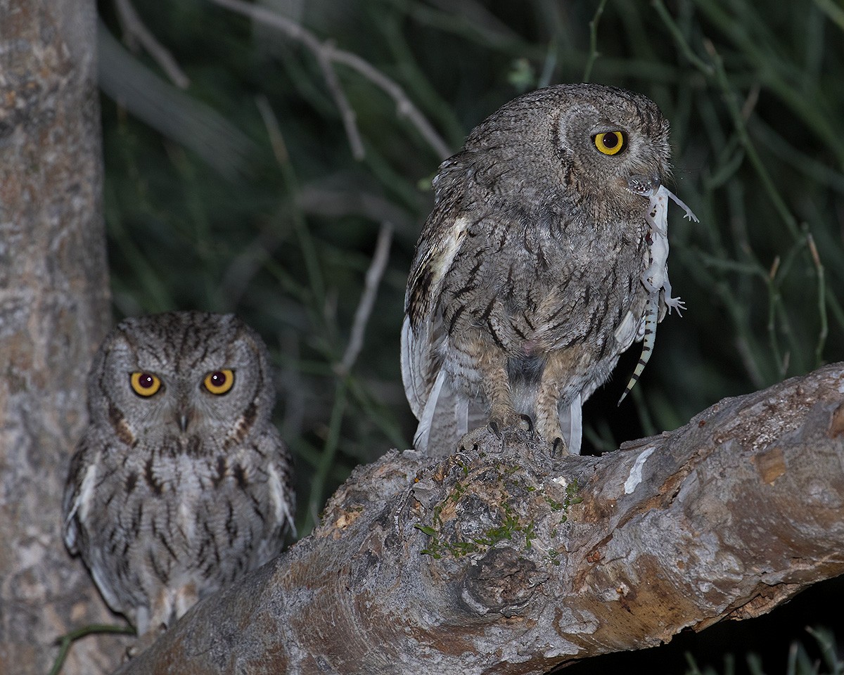 Western Screech-Owl - Doug Backlund