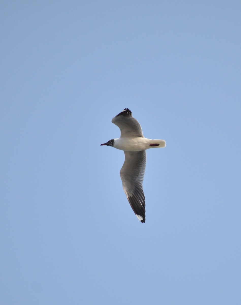 Black-headed Gull - Aritra Bhattacharya