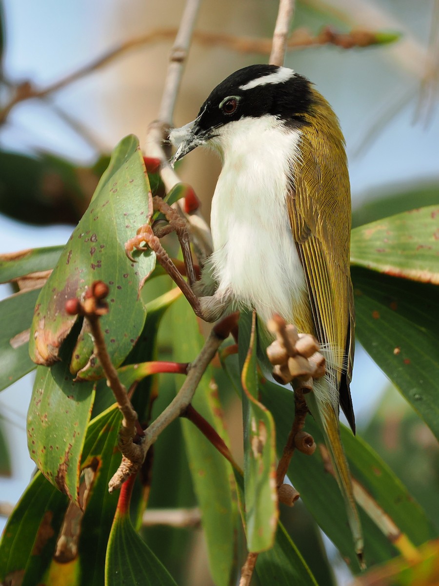 White-throated Honeyeater - Len and Chris Ezzy