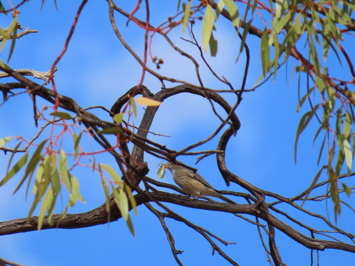 Rufous Whistler - ML617702008