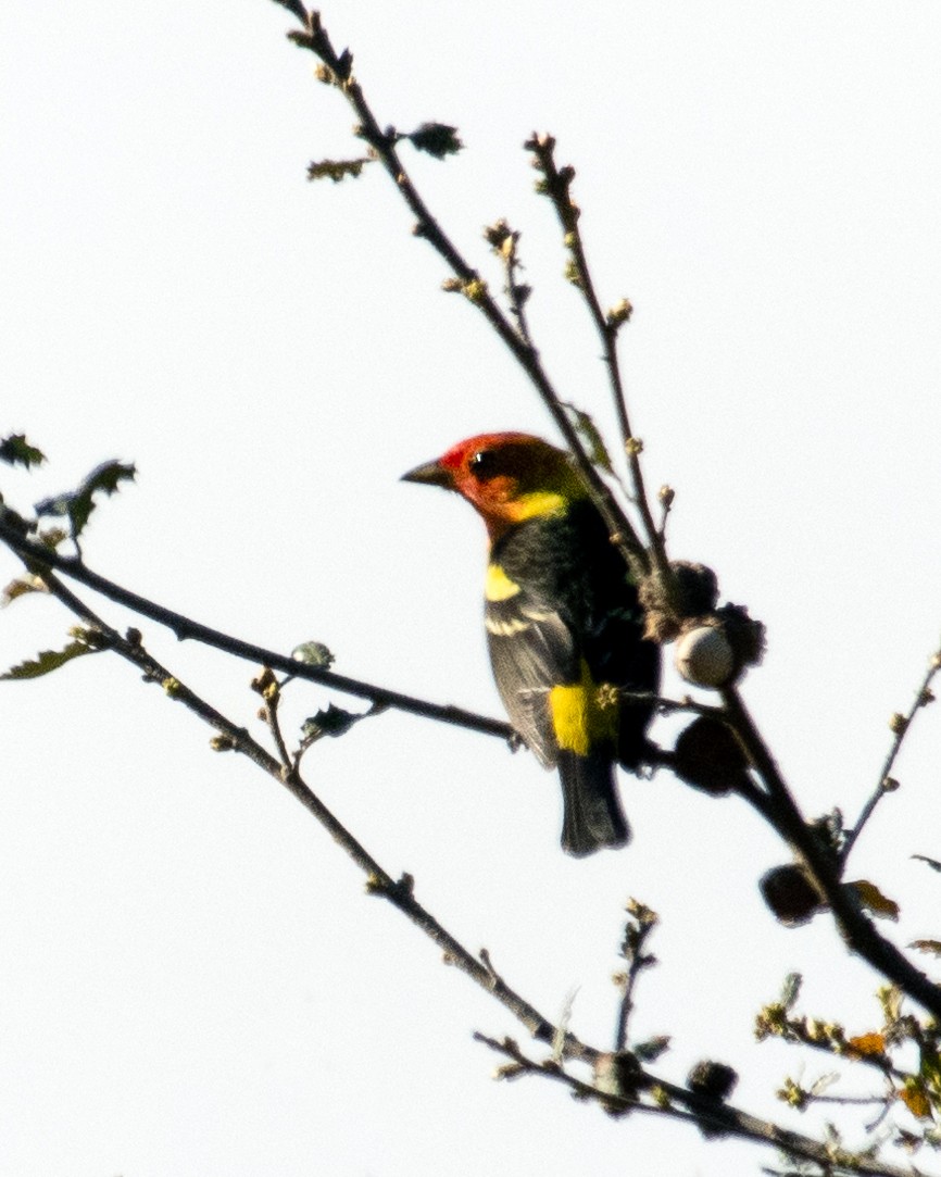 Western Tanager - ML617702024