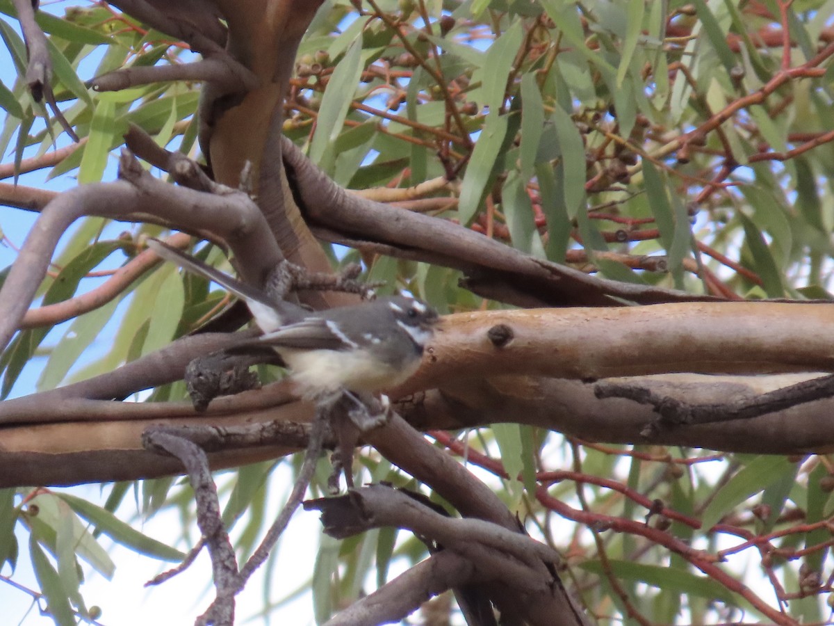 Gray Fantail - Ann Breeze