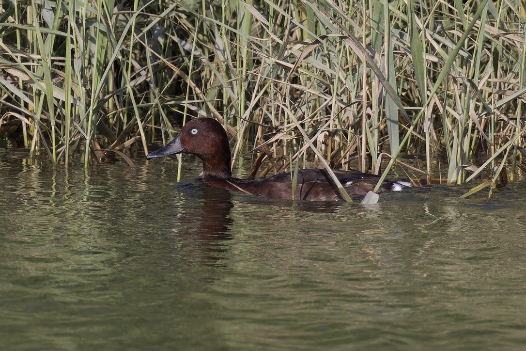 Ferruginous Duck - ML617702048