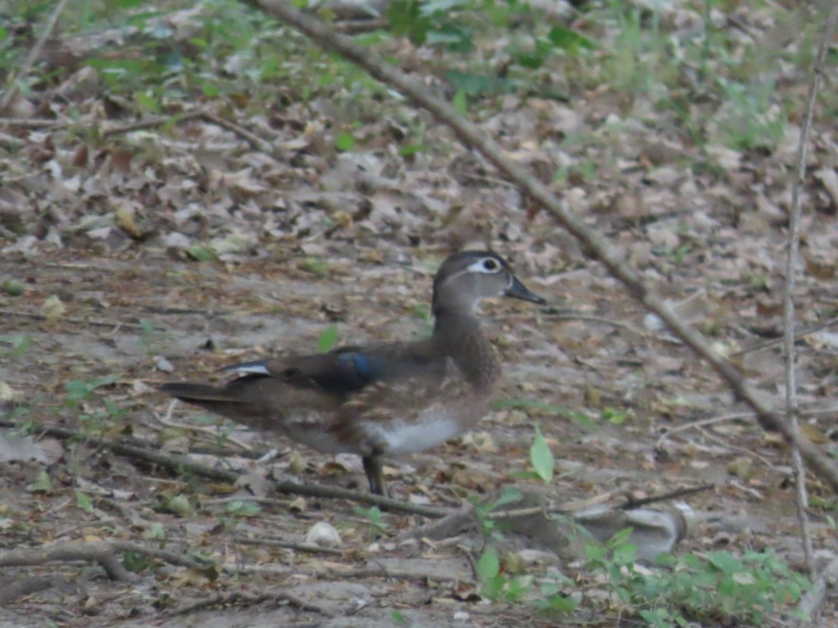 Wood Duck - ML617702073