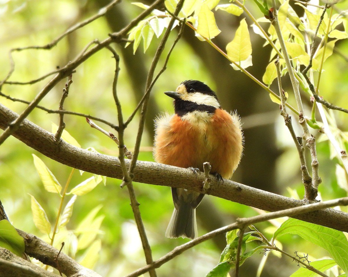 Varied Tit - ML617702091