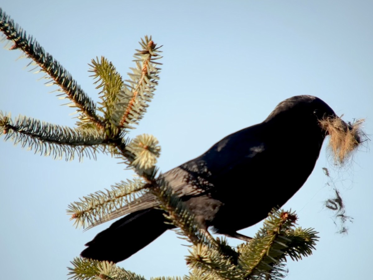 American Crow - Detlef Buettner