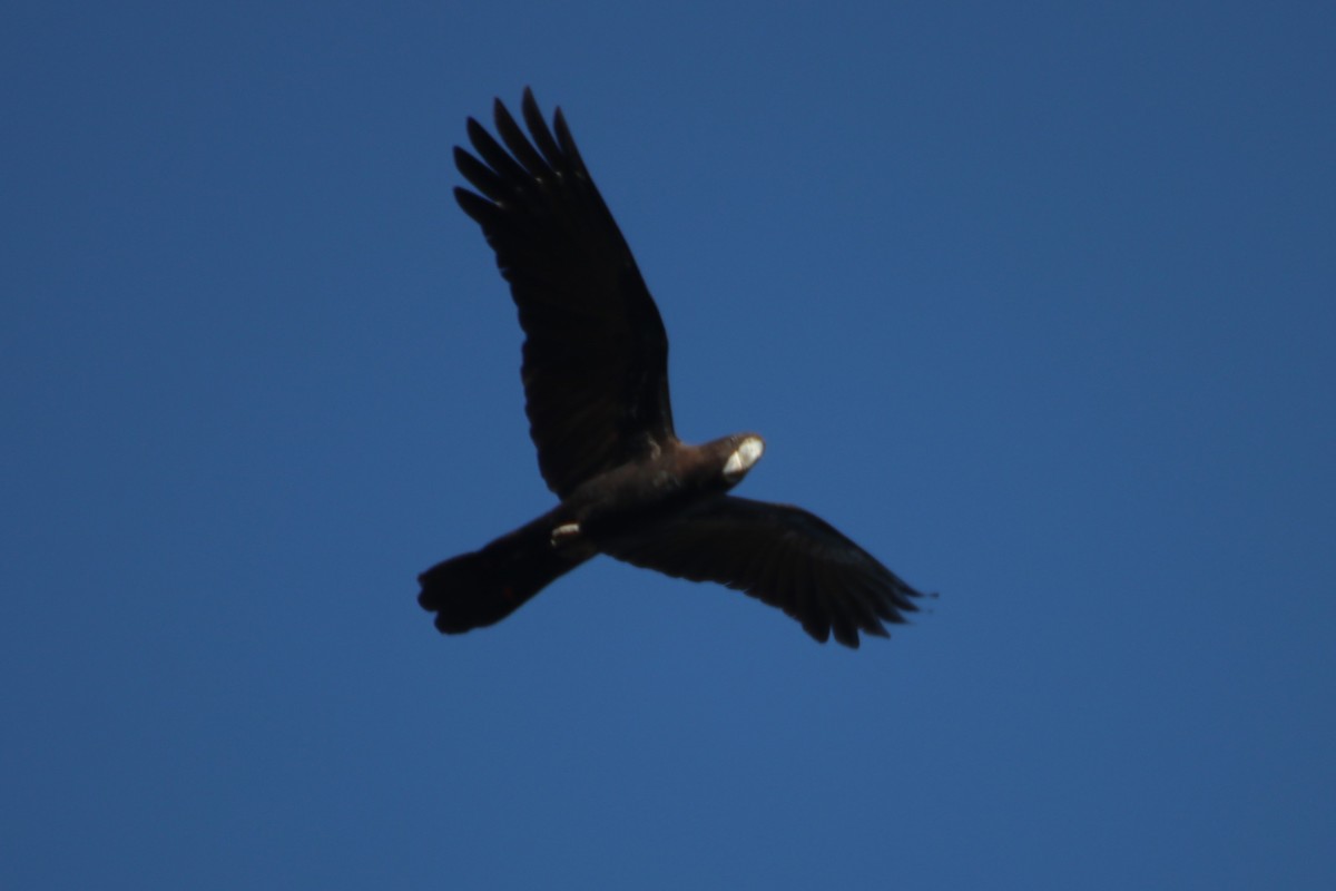 Red-tailed Black-Cockatoo - ML617702099