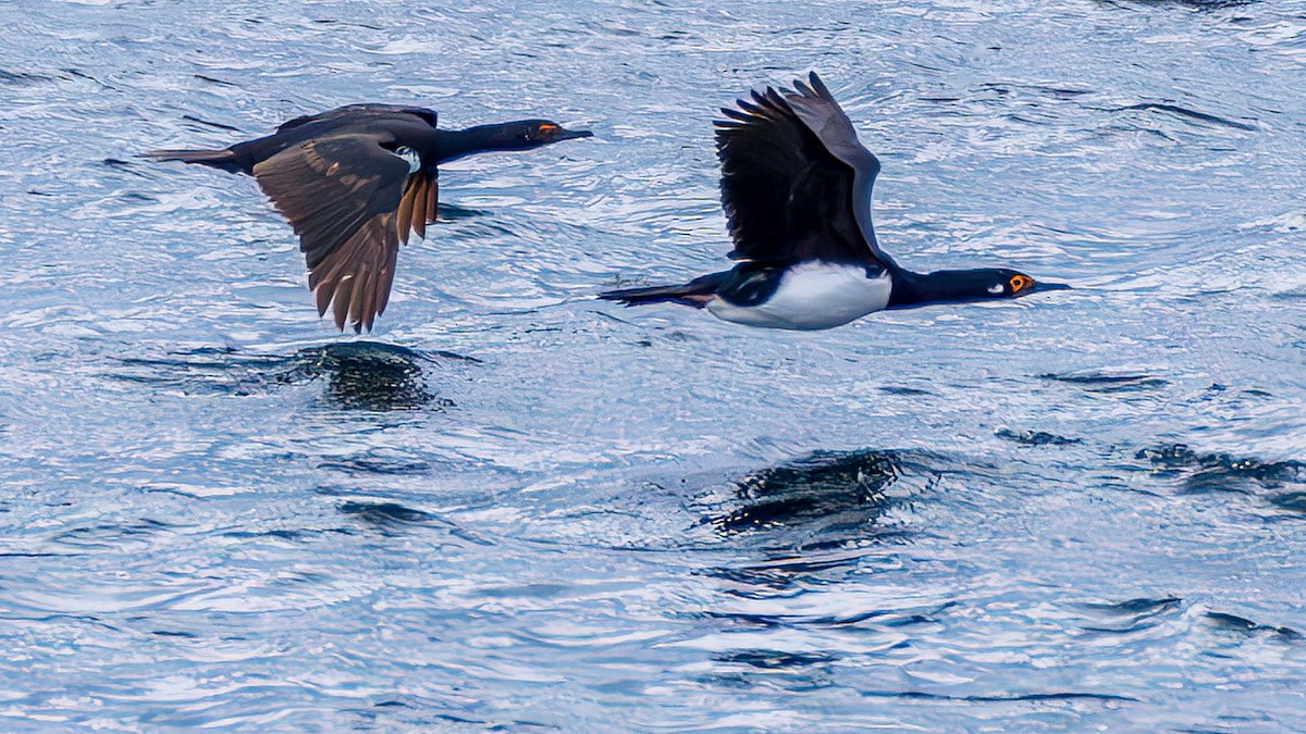 Magellanic Cormorant - Yosico Chu