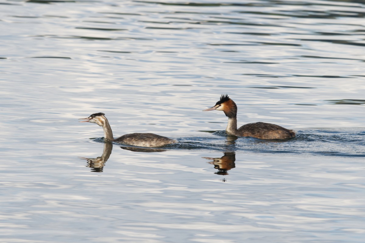 Great Crested Grebe - Emily Jenkins