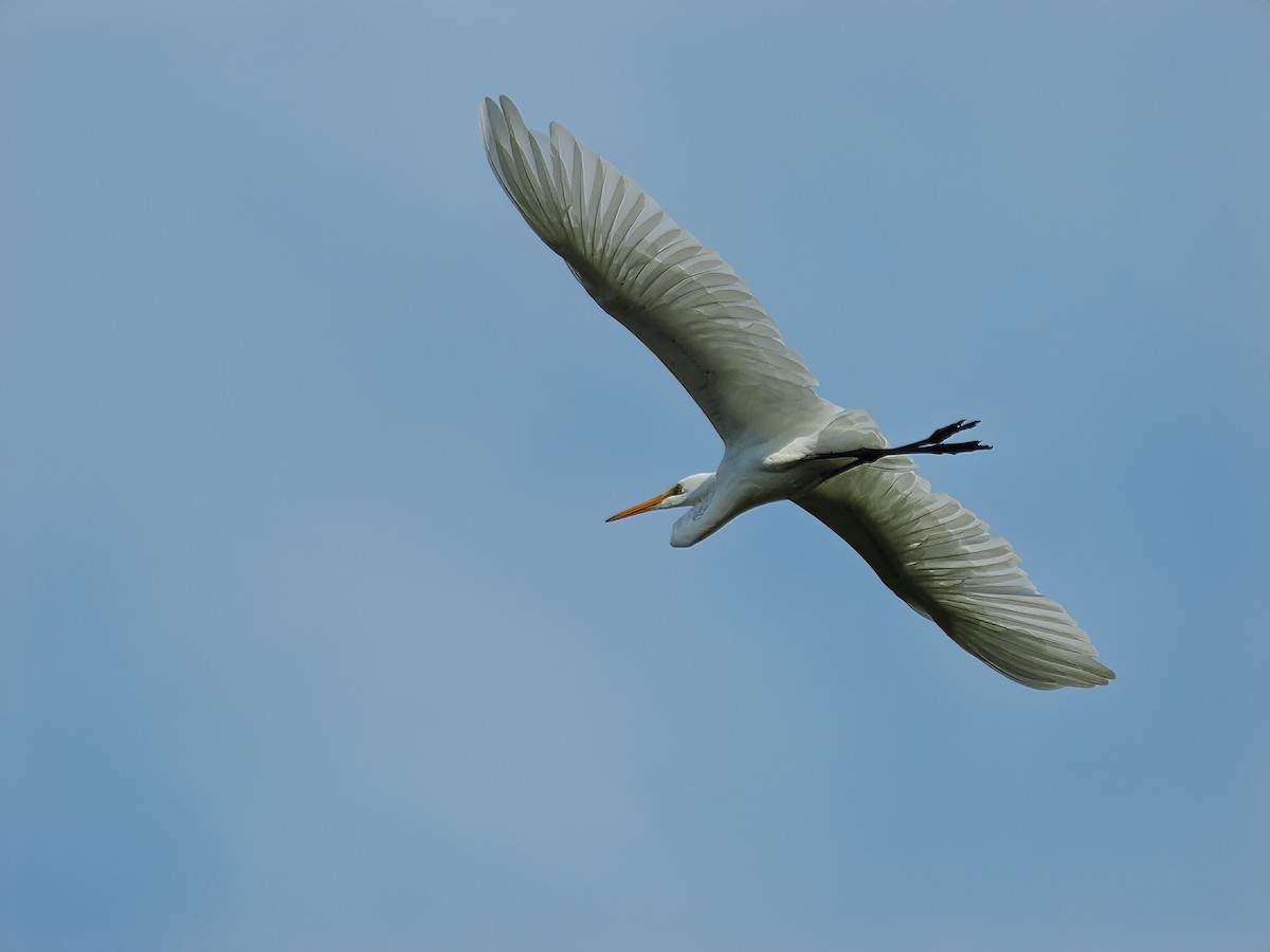 Great Egret - Len and Chris Ezzy