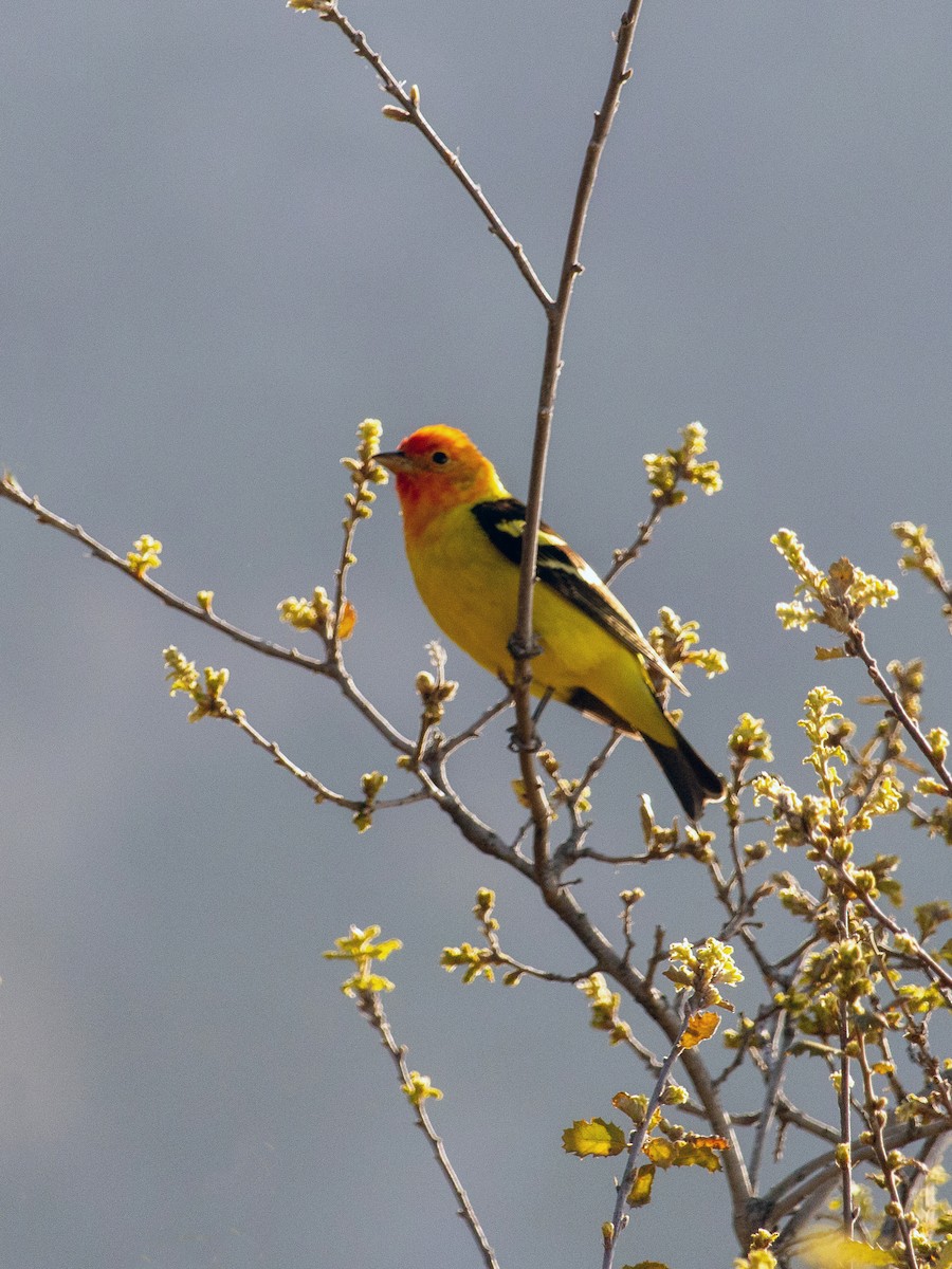 Western Tanager - ML617702132