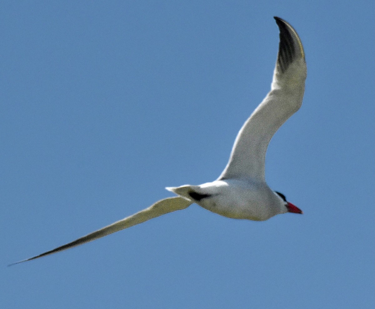 Caspian Tern - Michael Brower