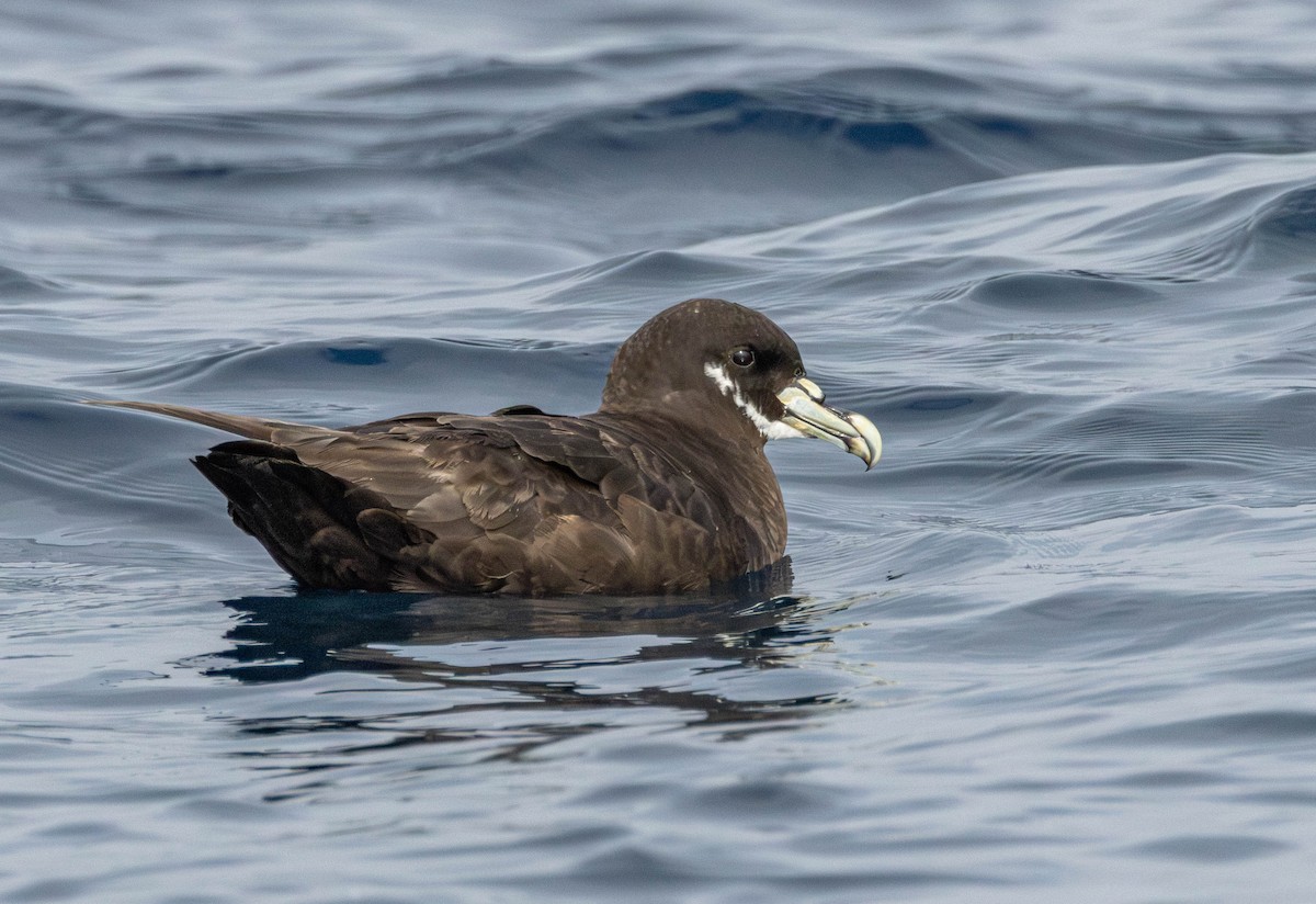 White-chinned Petrel - Garret Skead