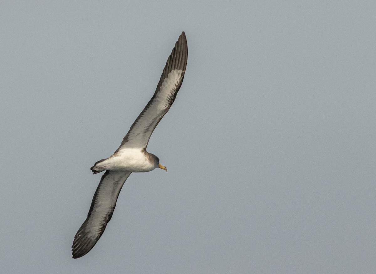 Cory's Shearwater (borealis) - Garret Skead