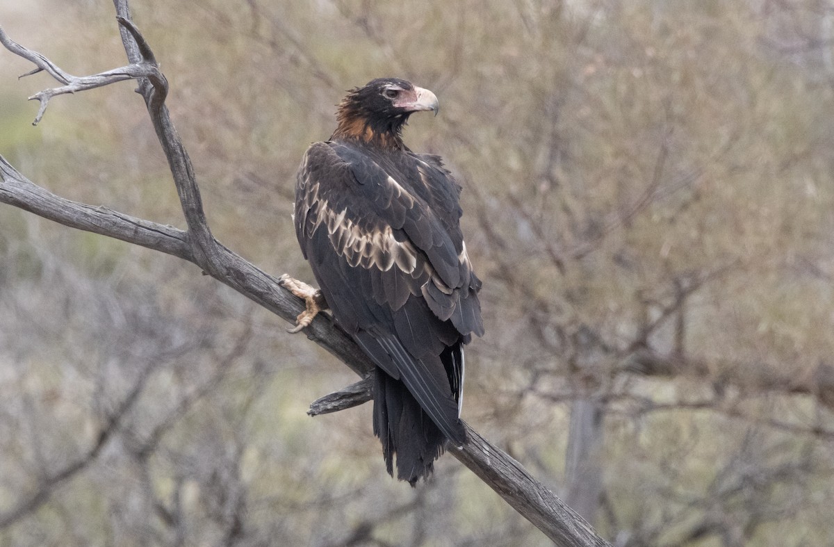 Wedge-tailed Eagle - ML617702157