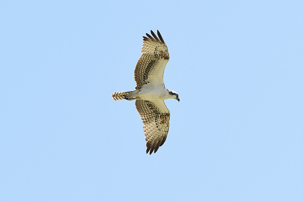 Águila Pescadora (ridgwayi) - ML617702220