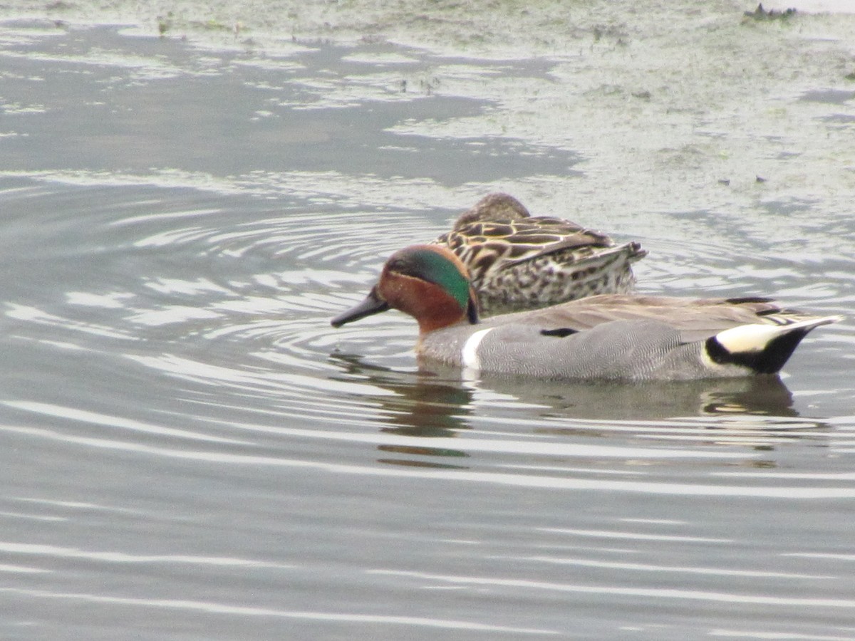 Green-winged Teal - ML617702243