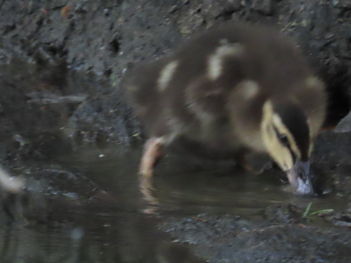 Black-bellied Whistling-Duck - ML617702251