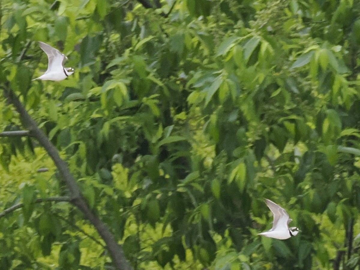 小環頸鴴 - ML617702253