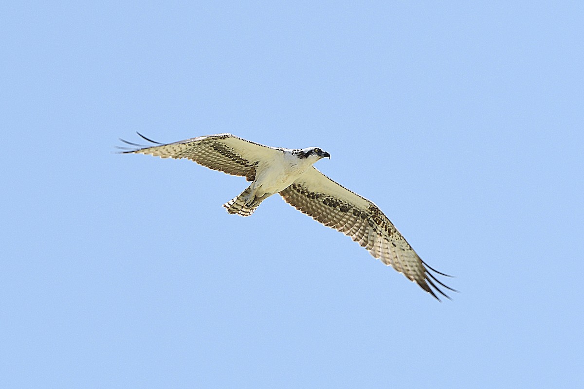 Águila Pescadora (ridgwayi) - ML617702254