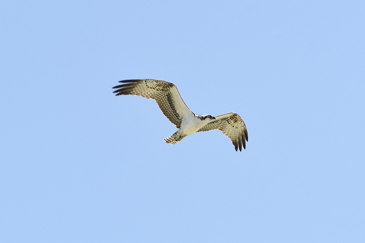Águila Pescadora (ridgwayi) - ML617702266